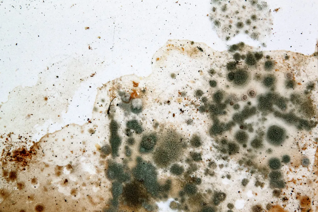 Close view of mold growth spreading across a painted surface